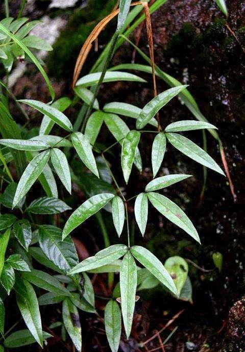 有种野草“香味”足，隔一座山都能闻到，叫“隔山香”见过的人多