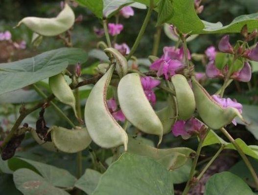 扁豆种植，从扁豆的选种到防治害虫详细介绍，农民朋友了解一下