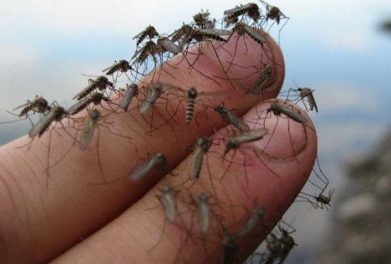 全球最大的蚊子养殖工厂，用“鲜血”喂养，每天诞生2500万只蚊子