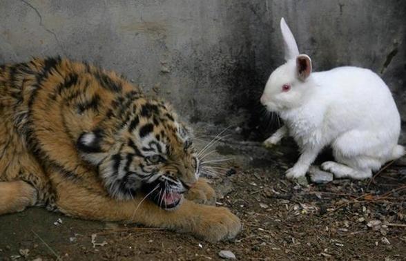 饲养员放只兔子为老虎加餐，第二天发现老虎竟然“爱”上了它