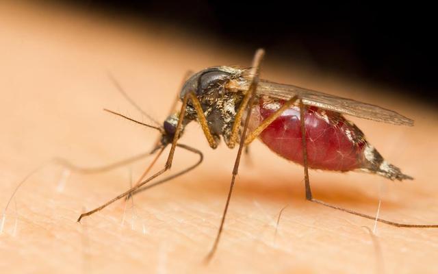 蚊子为什么不会被雨滴砸死？将速度放慢200倍，科学家找到了答案