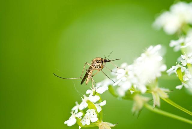 蚊子为什么不会被雨滴砸死？将速度放慢200倍，科学家找到了答案