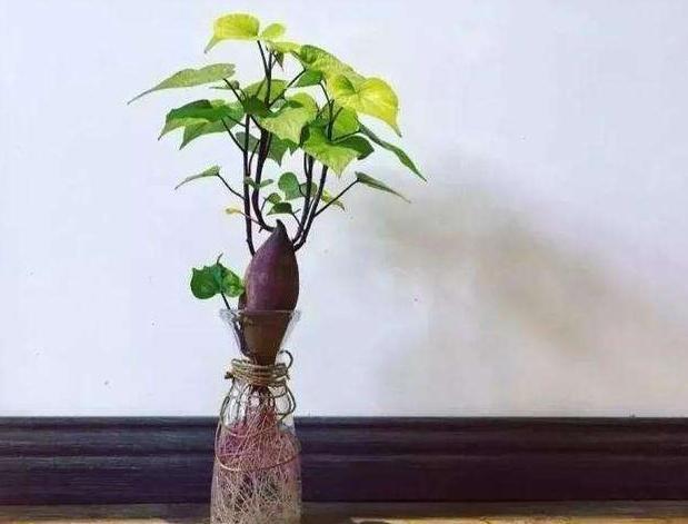 发芽的红薯是个“宝”，这样栽起来，比吊兰还好看，像艺术品一样