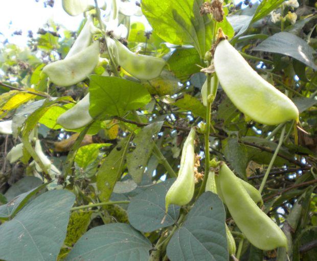 扁豆种植，从扁豆的选种到防治害虫详细介绍，农民朋友了解一下