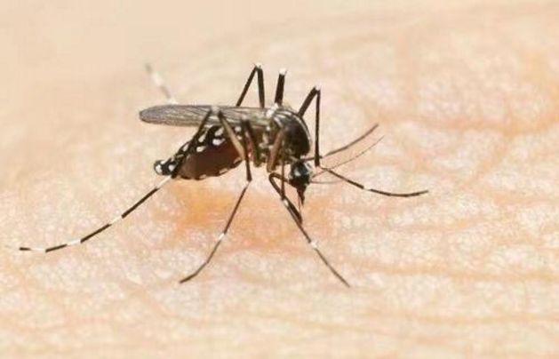蚊子这个生物在地球上有什么用？结果有点出乎大家意料！
