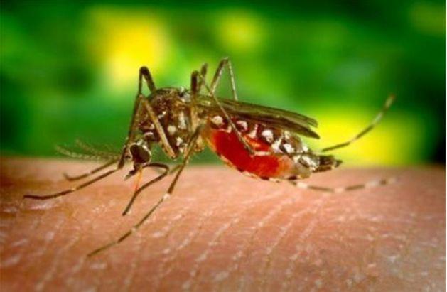 蚊子这个生物在地球上有什么用？结果有点出乎大家意料！