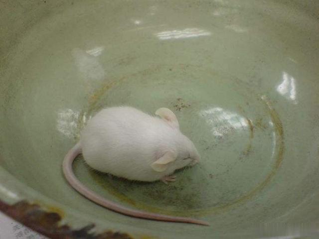 为何做实验都是用小白鼠，其他动物不行吗？有一个很重要的原因！