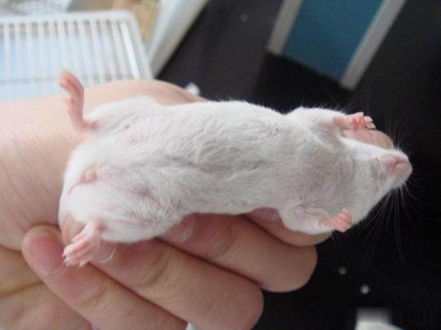 为何做实验都是用小白鼠，其他动物不行吗？有一个很重要的原因！