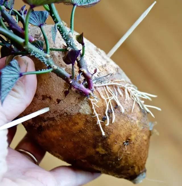 买啥花呀，这种蔬菜丢水里，7天变成漂亮盆栽，省钱又好看