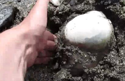 夫妻海边散步发现一个白色圆形石头, 从泥土里掰出来才知是美味！