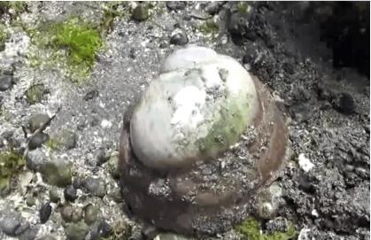 夫妻海边散步发现一个白色圆形石头, 从泥土里掰出来才知是美味！