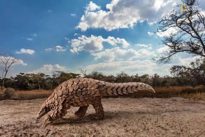 摄影师:BRENT STIRTON(津巴布韦)