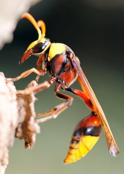 昆虫界只会在育儿期间能成为“捕猎高手”的一种神奇的蜂类！