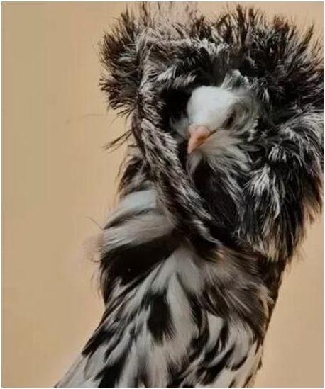 世界上最时髦的鸟，雅各宾鸽穿高领皮草大衣，号称最时髦“贵妇”