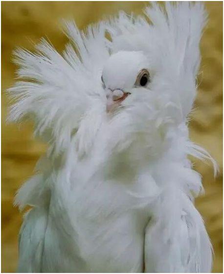 世界上最时髦的鸟，雅各宾鸽穿高领皮草大衣，号称最时髦“贵妇”