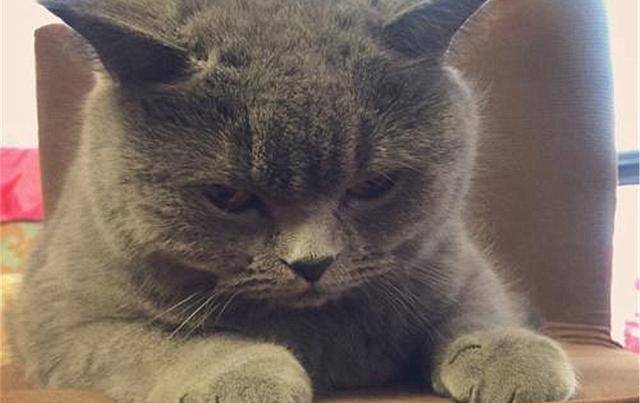 猫咪其实也会流产，到预产期仍未生，可能发生流产悲剧