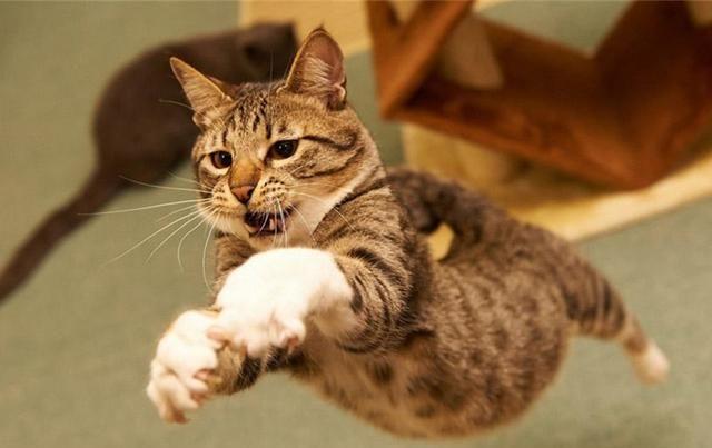 猫咪其实也会流产，到预产期仍未生，可能发生流产悲剧