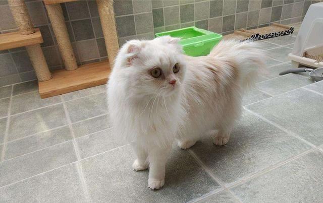猫咪其实也会流产，到预产期仍未生，可能发生流产悲剧