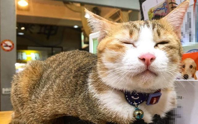 猫咪其实也会流产，到预产期仍未生，可能发生流产悲剧