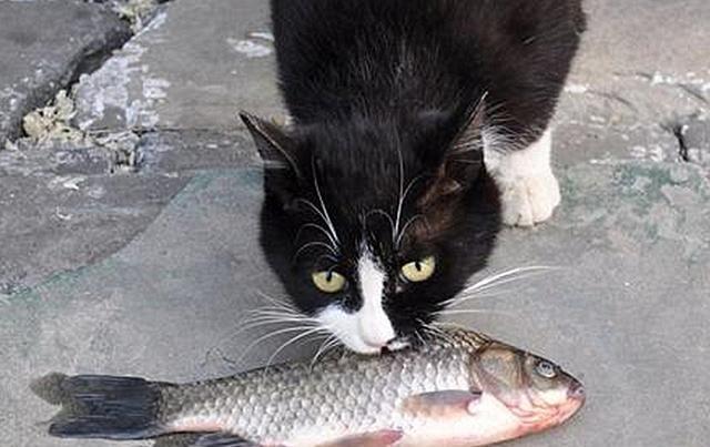 猫咪其实也会流产，到预产期仍未生，可能发生流产悲剧