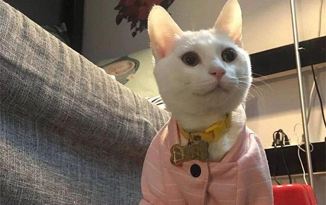 猫咪其实也会流产，到预产期仍未生，可能发生流产悲剧