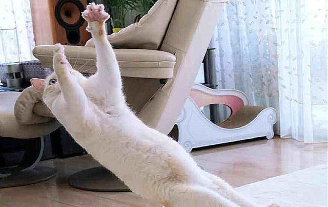 猫咪其实也会流产，到预产期仍未生，可能发生流产悲剧