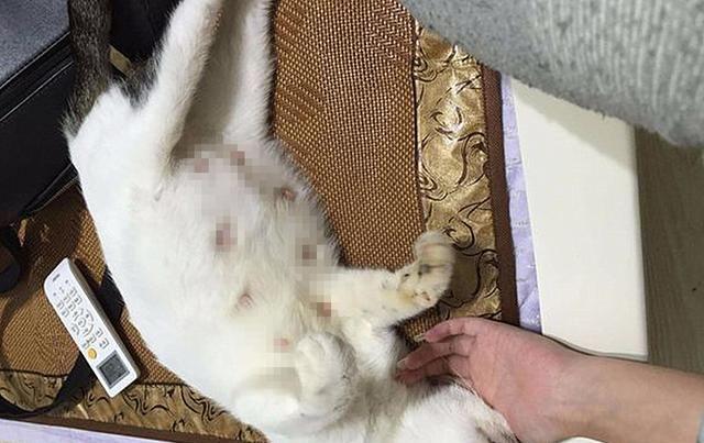 猫咪其实也会流产，到预产期仍未生，可能发生流产悲剧