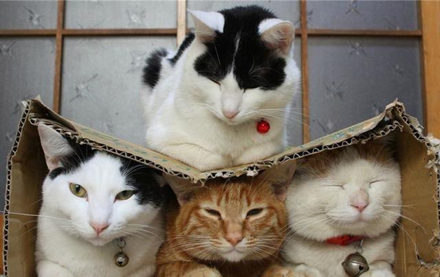 猫咪其实也会流产，到预产期仍未生，可能发生流产悲剧