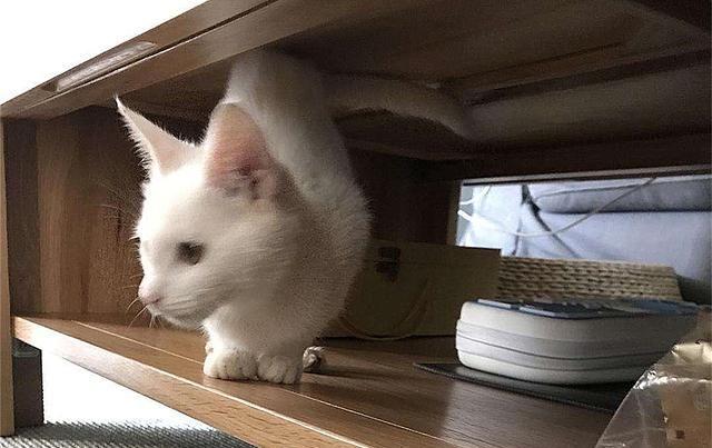 猫咪其实也会流产，到预产期仍未生，可能发生流产悲剧