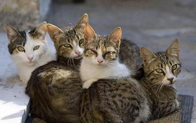 猫咪其实也会流产，到预产期仍未生，可能发生流产悲剧