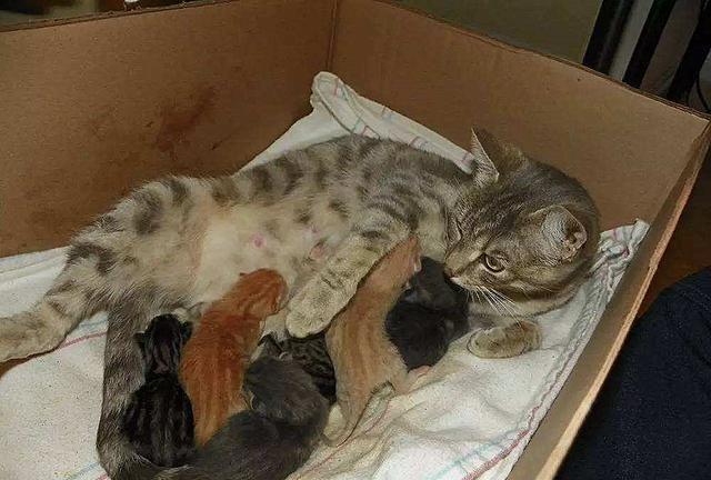 猫咪其实也会流产，到预产期仍未生，可能发生流产悲剧