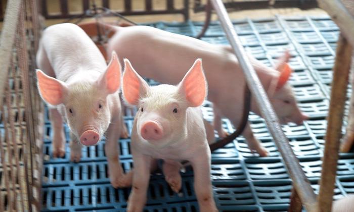 农业农村部抽检21家生猪屠宰企业：非洲猪瘟病毒检出率4.94%