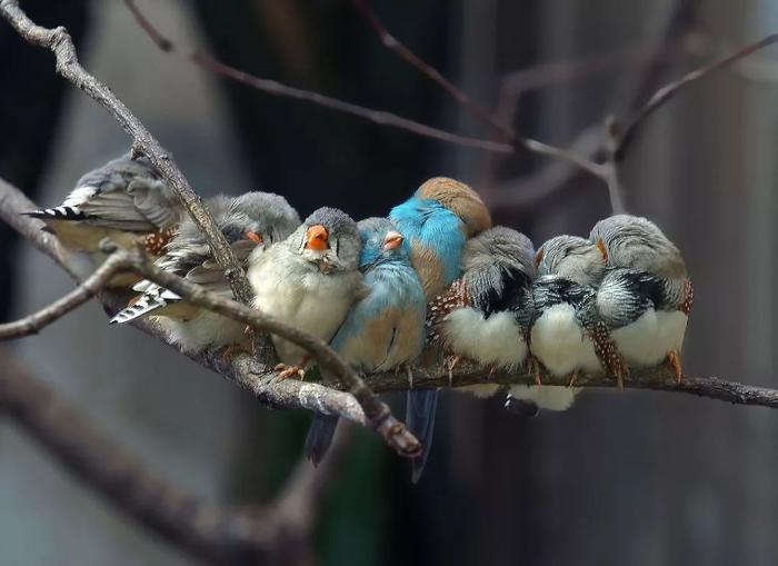 斑胸草雀在睡梦中似乎仍在练习唱歌。© HBW Alive