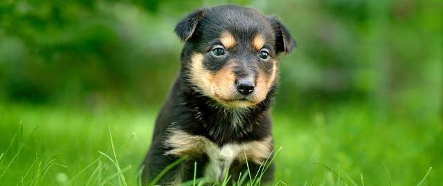 犬白内障相关知识：幼犬也可能是患者，而病因就是遗传的基因