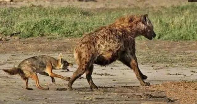 胡狼只想用狠招报复鬣狗，鬣狗必然是得罪了胡狼