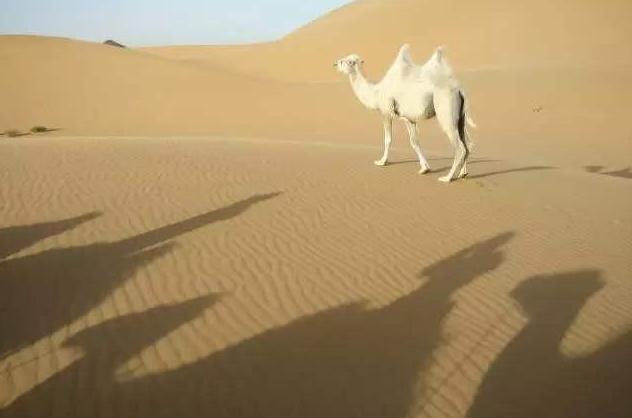 昆仑山地狱之门，传说中的白骆驼真实再现