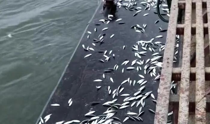 海水倒灌，群鱼现身码头甲板，男子做了出人意料的选择