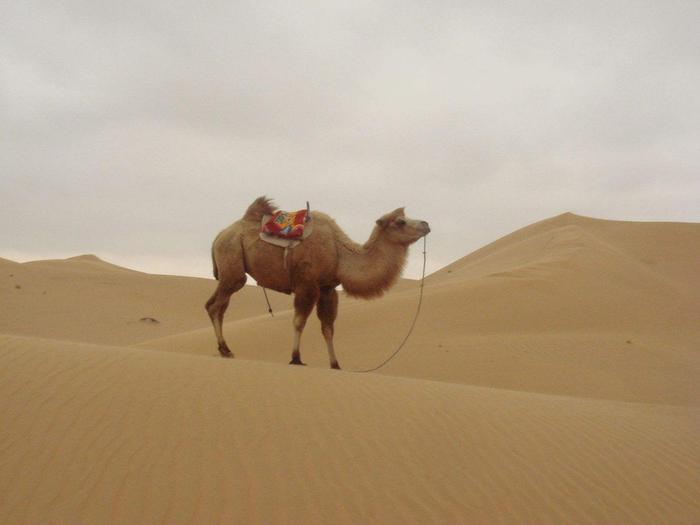 为什么在沙漠中，渴死的骆驼不能碰？