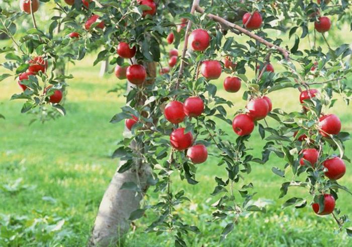 关于种植苹果，国光种类的整形修剪应采取哪些措施呢？学习一下吧