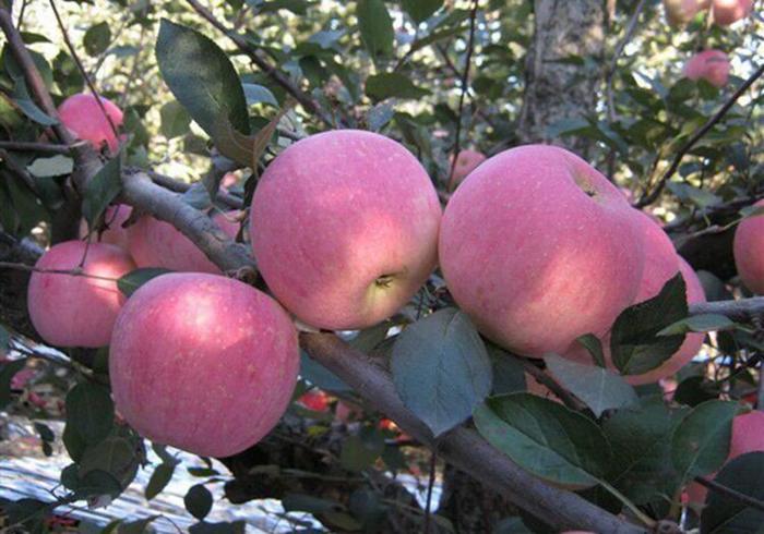 关于种植苹果，国光种类的整形修剪应采取哪些措施呢？学习一下吧