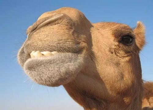 为什么在沙漠中，渴死的骆驼不能碰？