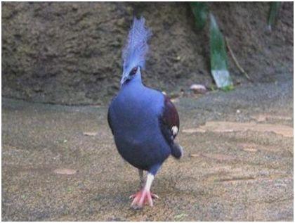 世界上最大的鸽子，维多利亚凤冠鸠体长半米多，是“鸽中孔雀”