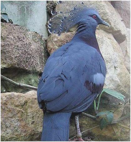 世界上最大的鸽子，维多利亚凤冠鸠体长半米多，是“鸽中孔雀”