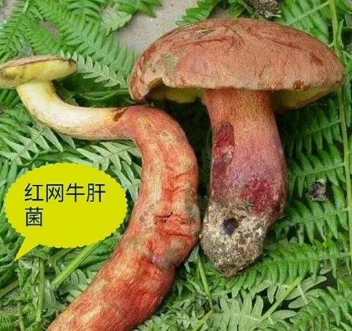 农村此12种无毒野生蘑菇可食用，此几种万万别吃，吃了会中毒