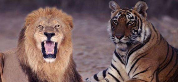 非洲狮打不赢东北虎, 那能打败孟加拉虎吗? 大数据告诉你答案
