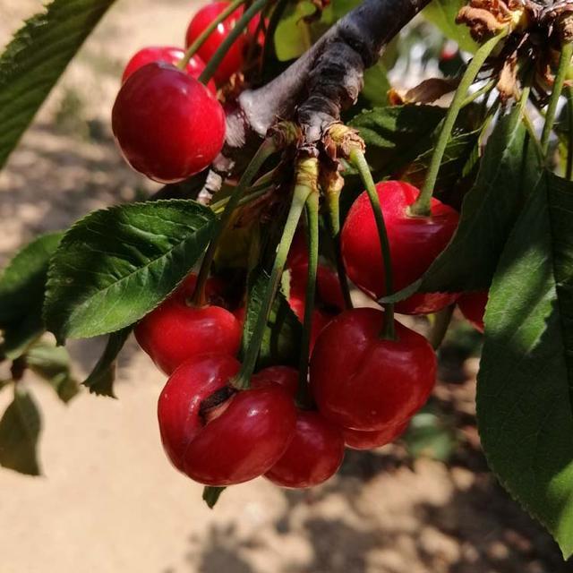 关于种植樱桃，早熟樱桃红灯，下面的品种会不会被取代呢？