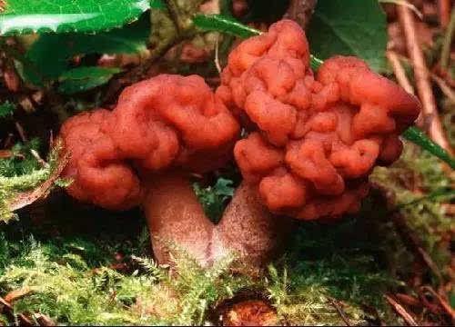 农村此12种无毒野生蘑菇可食用，此几种万万别吃，吃了会中毒