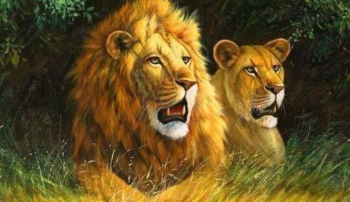 非洲狮打不赢东北虎, 那能打败孟加拉虎吗? 大数据告诉你答案