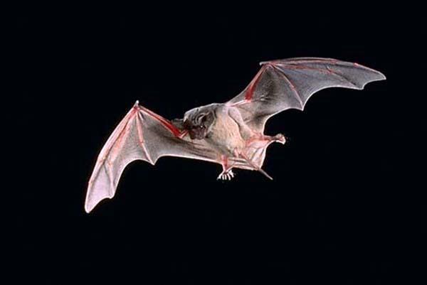 蝙蝠何以能传播那么多可怕的疾病？