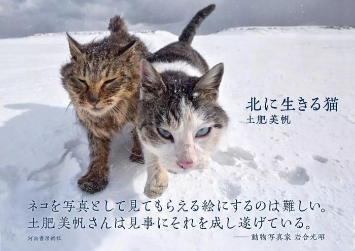 零下十几度的北海道冬天，流浪猫们的生活居然这样的！网友：羡慕